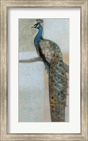 Framed Resting Peacock II