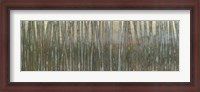 Framed Blue Birch Forest I