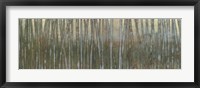 Blue Birch Forest I Framed Print