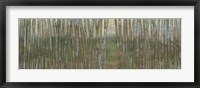 Framed Blue Birch Forest II