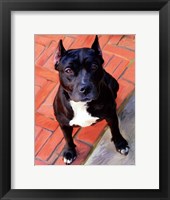 Framed Blueberry Pit Bull