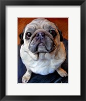 Framed Pug on a Rug