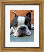 Framed Moxley Boston Terrier