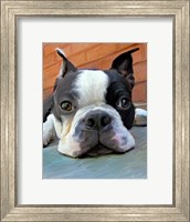 Framed Moxley Boston Terrier