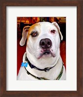 Framed Sonny American Bulldog