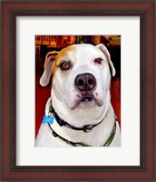Framed Sonny American Bulldog