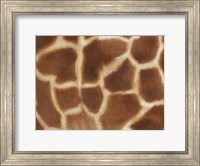 Framed Giraffe II