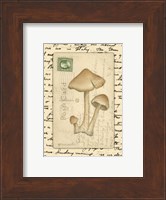 Framed Mushrooms I