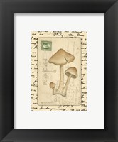 Framed Mushrooms I