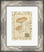 Framed Mushrooms II