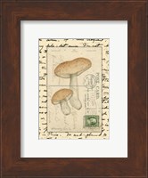 Framed Mushrooms II