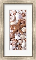 Framed Shell Menagerie II