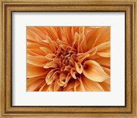 Framed Graphic Dahlia I