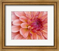 Framed Graphic Dahlia II