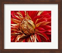 Framed Graphic Dahlia IV