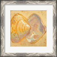 Framed Shoreline Shells II