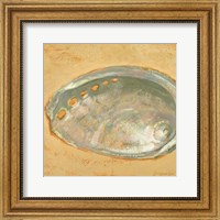 Framed Shoreline Shells III