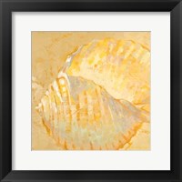 Framed Shoreline Shells IV