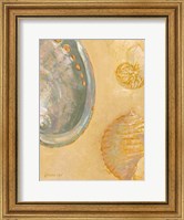 Framed Shoreline Shells V