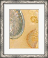 Framed Shoreline Shells V