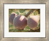 Framed Vintage Apples I