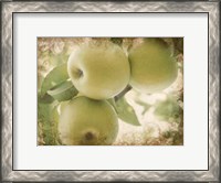 Framed Vintage Apples II