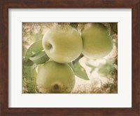 Framed Vintage Apples II