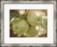 Framed Vintage Apples III