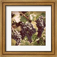 Framed Vintage Grape Vines I