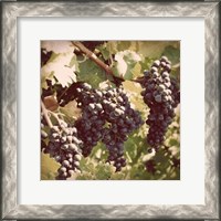 Framed Vintage Grape Vines I