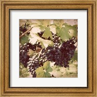 Framed Vintage Grape Vines II
