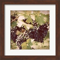 Framed Vintage Grape Vines II