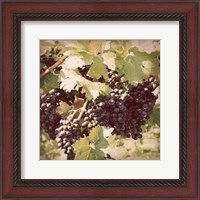 Framed Vintage Grape Vines II