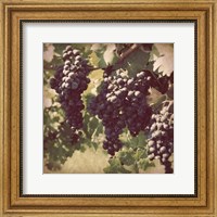 Framed Vintage Grape Vines III