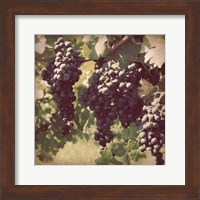 Framed Vintage Grape Vines III