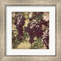 Framed Vintage Grape Vines III