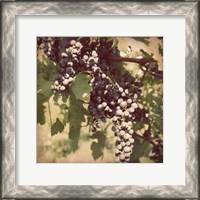 Framed Vintage Grape Vines IV