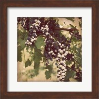 Framed Vintage Grape Vines IV