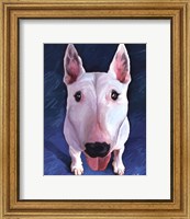 Framed Bull Terrier Bronson