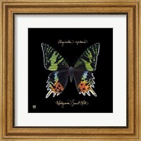 Framed Striking Butterfly II