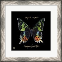 Framed Striking Butterfly II