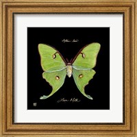 Framed Striking Butterfly IV
