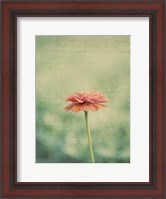 Framed Flower Portrait III