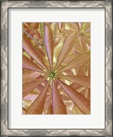 Framed Woodland Plants in Red II