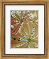 Framed Woodland Plants in Red III