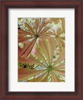 Framed Woodland Plants in Red III