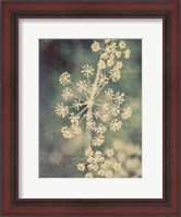 Framed Queen Ann's Lace I