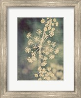 Framed Queen Ann's Lace I