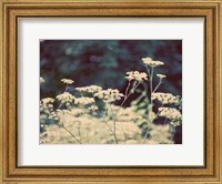 Framed Queen Ann's Lace II