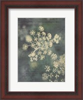 Framed Queen Ann's Lace III